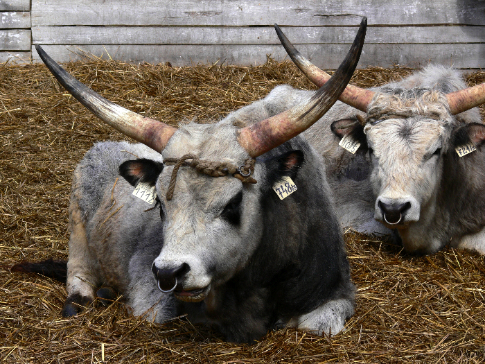 HungarianCattle