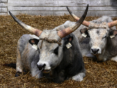 HungarianCattle