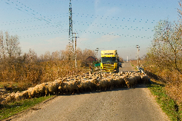 _DSC0053_1